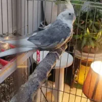 عروس هلندی|پرنده|سنندج, |دیوار