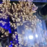 ad  shorبرین لوپی آب شور ABSHOR|ماهی|تهران, جوادیه تهرانپارس|دیوار