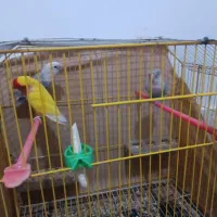 کوتوله دو ماده یک نر