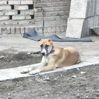 واگذاری ماده توله سگ نگهبان|سگ|تهران, فردوسی|دیوار