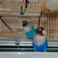 کتوله طوطی برزیلی