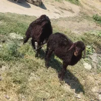 دو راس بره نر افشار