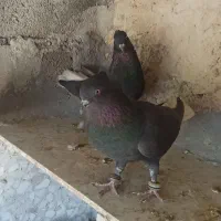 دم سفید|پرنده|گله دار, |دیوار