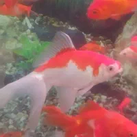 ماهی قرمز سه بند تا کف دست|ماهی|نسیم‌شهر, |دیوار