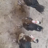 3عدد اردک اسرائیلی|حیوانات مزرعه|انبارآلوم, |دیوار
