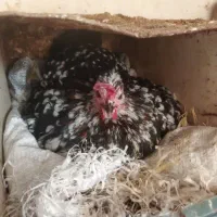 تخم نطفه دار تضمینی گلین لری زیبا