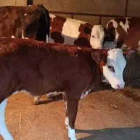 فروش فوق العاده|حیوانات مزرعه|جغتای, |دیوار