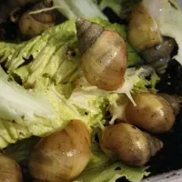 حلزون اچاتینا البینو