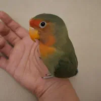 کوتوله ی برزیلی ۹ ماهه