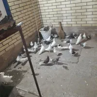 پرنده