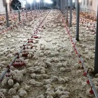 نیازمند کارگر مرغداری با حقوق و مزایای مناسب
