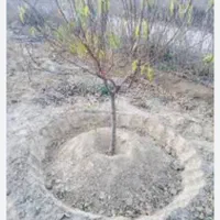 شخم زدن باغها محوطه تعویض خاک وباغبانی|خدمات باغبانی و درختکاری|شیراز, گویم|دیوار