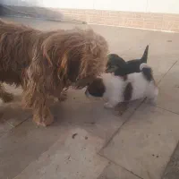 توله سگ شیتزو|سگ|دورود, |دیوار