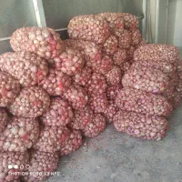 پیاز سپیدان