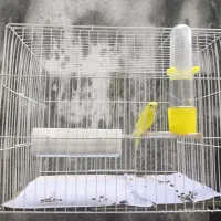 مرغ عشق|پرنده|رشت, فلسطین|دیوار