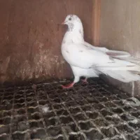 کبوتر هما