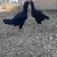 مرغ لاری ریشو جوان|حیوانات مزرعه|مریوان, |دیوار