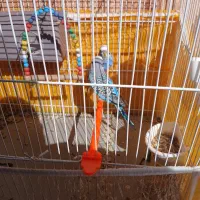 مرغ عشق|پرنده|قائن, |دیوار