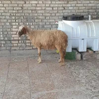 گوسفند بره وبره ابستن اصل داشتی