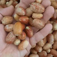 سنجد تازه