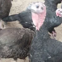 بوقلمون ماده سالم و سرحال