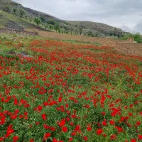 تور دشت شقایق گلمکان