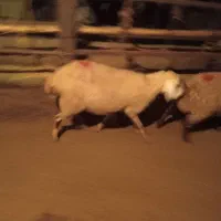 یک عدد بره ماده رومانوف|حیوانات مزرعه|بروجرد, |دیوار