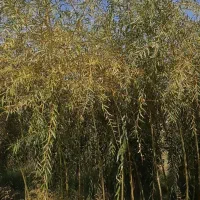 نهال چنارمشهد*مقاوم ترین چنارباشرایط آب وهوای مشهد|خدمات باغبانی و درختکاری|مشهد, نوید|دیوار