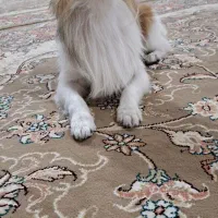 واگذاری سگ|سگ|فرخشهر, |دیوار