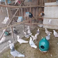 کفتر هما پرشی