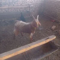 بزغاله نر 7ماهه به شرط سالمی|حیوانات مزرعه|فریمان, |دیوار