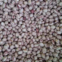 خریدار انواع لوبیا
