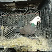 سه عده سر سفیده|پرنده|دشتابی, |دیوار