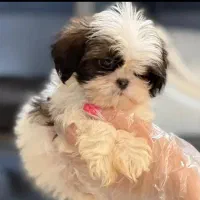 پامرانین و پوودل بازدید حضوری تحویل در دامپزشکی|سگ|اصفهان, باغ زرشک|دیوار