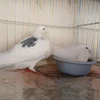 کفتر پرشی|پرنده|رباط‌کریم, نوده|دیوار