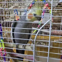 عروس هلندی نر بازیگوش|پرنده|فردیس, شهرک وحدت|دیوار