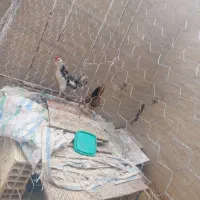 فروش یک عدد خروس ویک عدد وار گلین