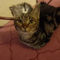 واگذاری گربه خونه ای