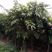گل امستر کینگ|گل و گیاه طبیعی|رشت, دروازه لاکان|دیوار