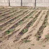 گارکر اتباع برای کار در گلخونه