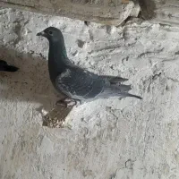 کبوتر|پرنده|چناران, |دیوار