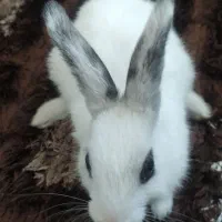 خرگوش نر مینیاتوری