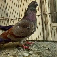 کبوتر نر پیس کاکلی