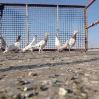 کبوتر|پرنده|قزوین, |دیوار