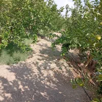 فروش پاجوش نخل ونهال مرکبات.دادالهی|خدمات باغبانی و درختکاری|آران و بیدگل, |دیوار