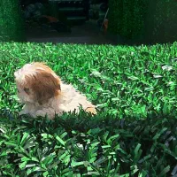 فنس چمنی|خدمات باغبانی و درختکاری|هشتگرد, کوی بهروز|دیوار