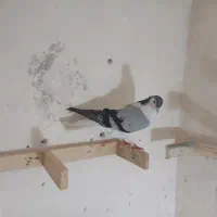 کفتر راست ماده درجه یک شرط دور