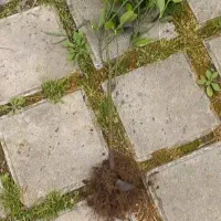 شمشادپرتقالی و طلای ریشه لخت تعدادی ۵۰۰ عدد|گل و گیاه طبیعی|اسالم, |دیوار