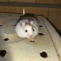 همستر|موش و خرگوش|یاسوج, |دیوار