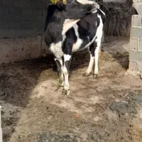 گاو قربانی جوان